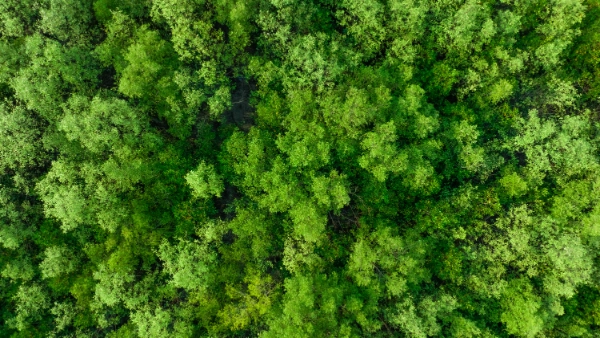 Grüner Wald