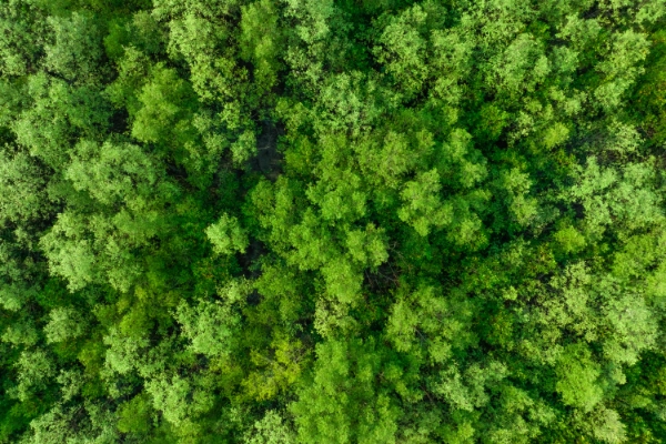 Grüner Wald